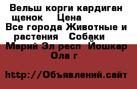 Вельш корги кардиган щенок  › Цена ­ 35 000 - Все города Животные и растения » Собаки   . Марий Эл респ.,Йошкар-Ола г.